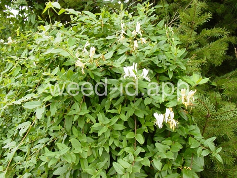 honeysuckle, Japanese